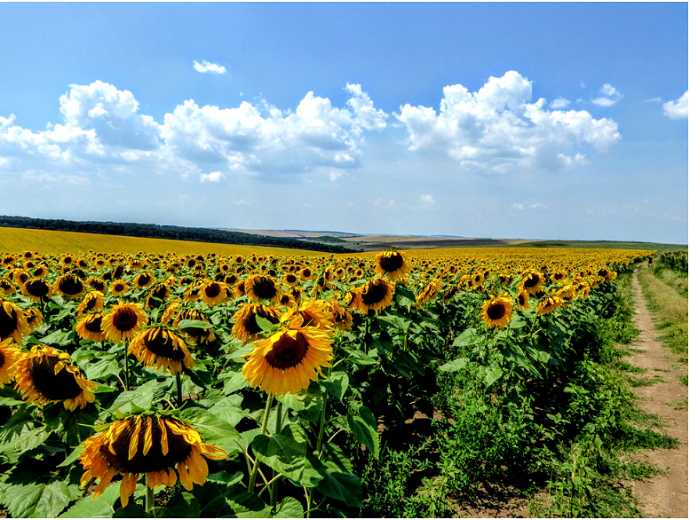 Bulgaria campo di girasoli