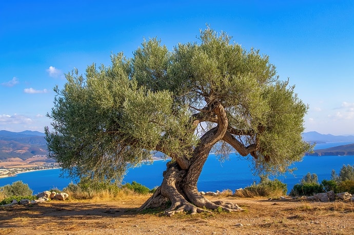 trasferimento a Creta